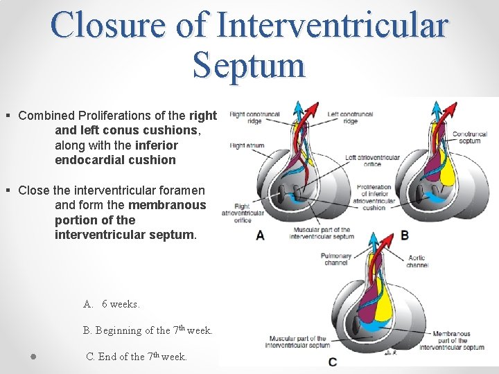 Closure of Interventricular Septum § Combined Proliferations of the right and left conus cushions,