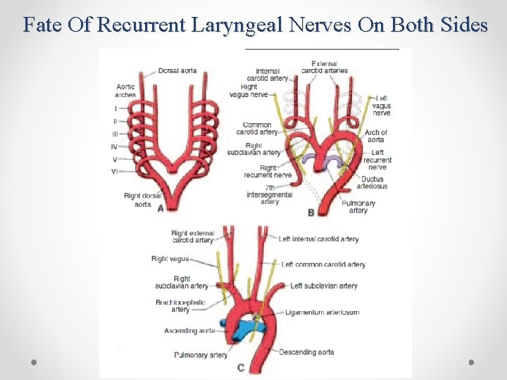 Fate Of Recurrent Laryngeal Nerves On Both Sides 