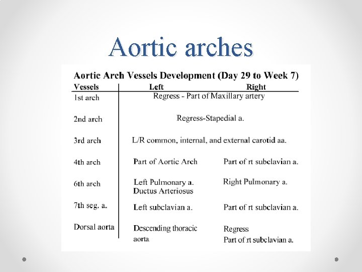 Aortic arches 