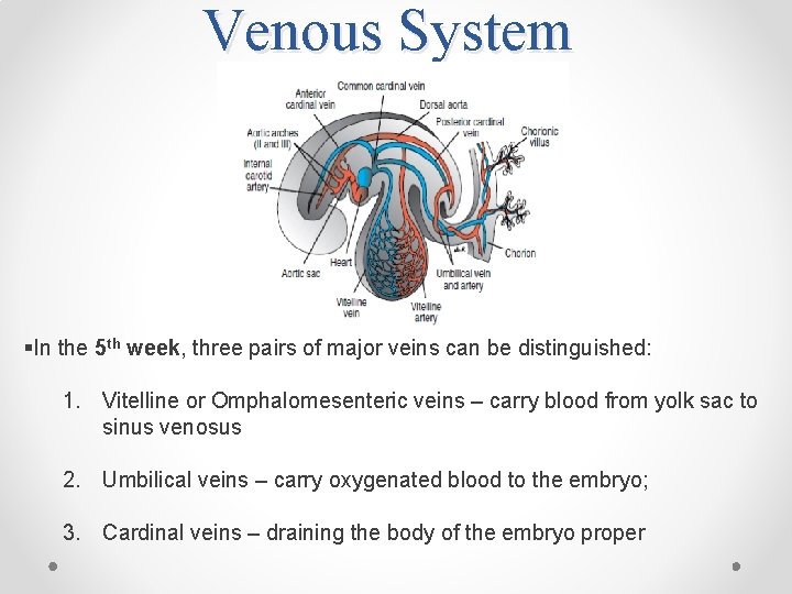 Venous System §In the 5 th week, three pairs of major veins can be