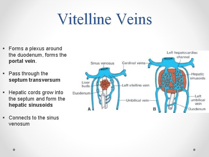 Vitelline Veins § Forms a plexus around the duodenum, forms the portal vein. §