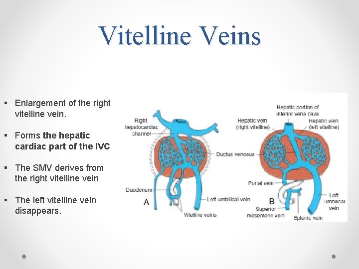 Vitelline Veins § Enlargement of the right vitelline vein. § Forms the hepatic cardiac