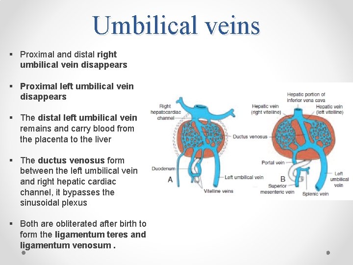 Umbilical veins § Proximal and distal right umbilical vein disappears § Proximal left umbilical