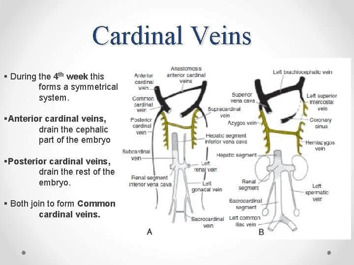 Cardinal Veins § During the 4 th week this forms a symmetrical system. §Anterior