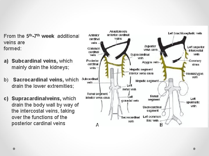 From the 5 th-7 th week additional veins are formed: a) Subcardinal veins, which