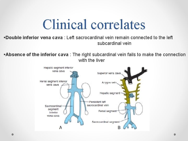 Clinical correlates §Double inferior vena cava : Left sacrocardinal vein remain connected to the
