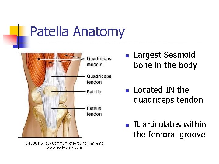 Patella Anatomy n n n Largest Sesmoid bone in the body Located IN the