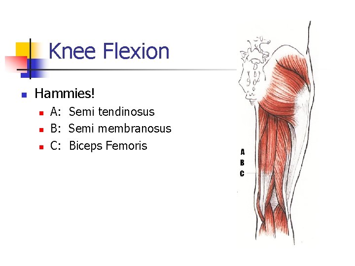 Knee Flexion n Hammies! n n n A: Semi tendinosus B: Semi membranosus C: