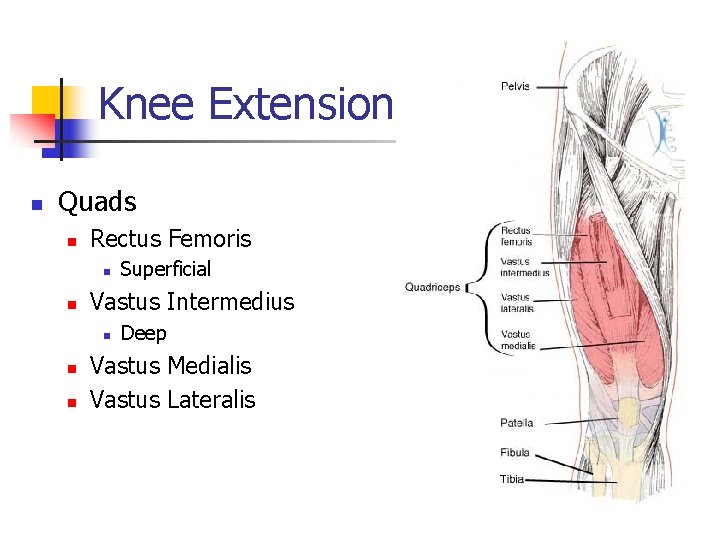 Knee Extension n Quads n Rectus Femoris n n Vastus Intermedius n n n