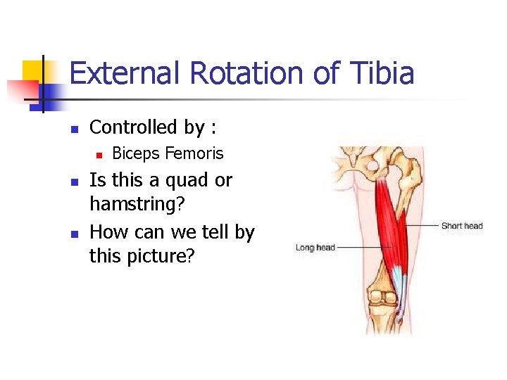 External Rotation of Tibia n Controlled by : n n n Biceps Femoris Is