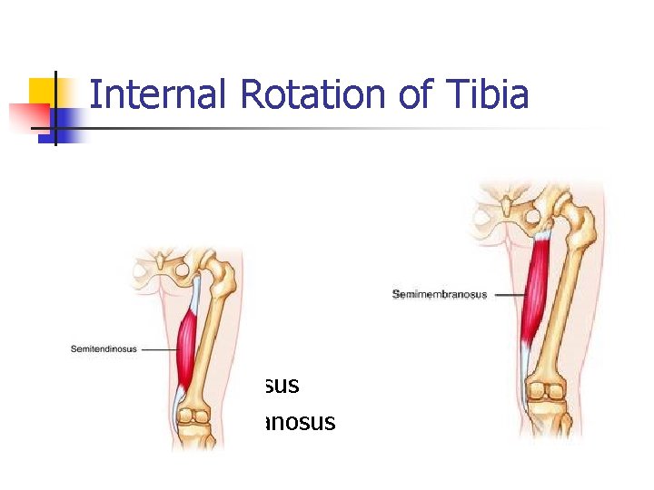 Internal Rotation of Tibia n n Semi tendinosus Semi membranosus 