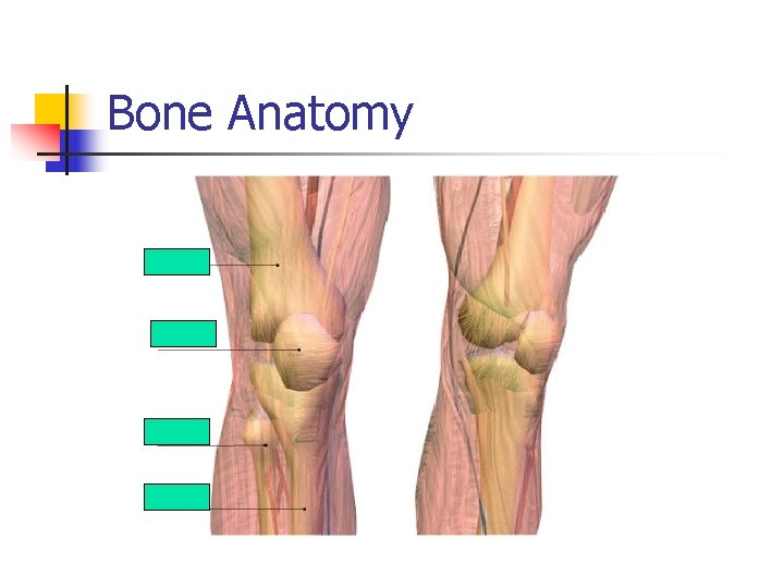 Bone Anatomy 