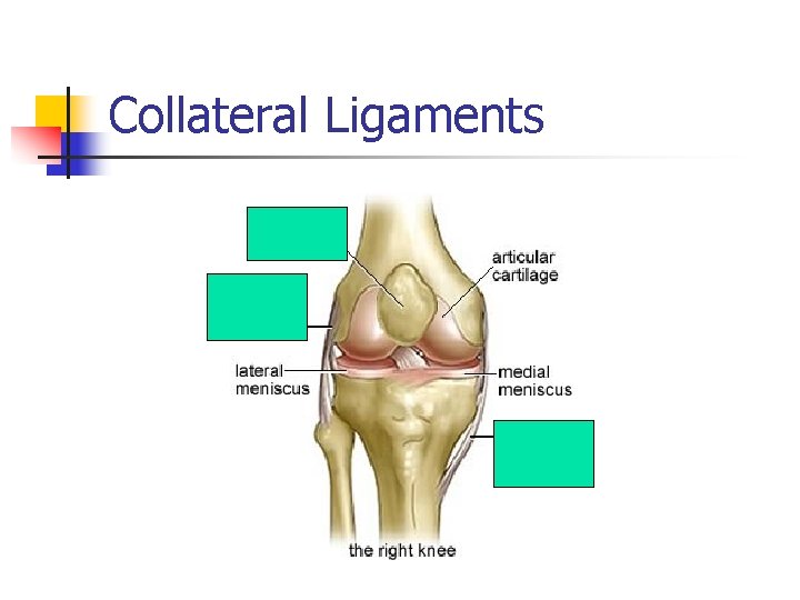 Collateral Ligaments 