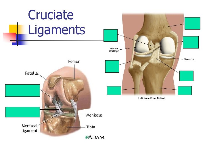 Cruciate Ligaments 