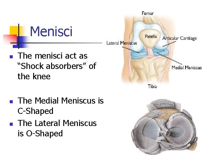 Menisci n n n The menisci act as “Shock absorbers” of the knee The