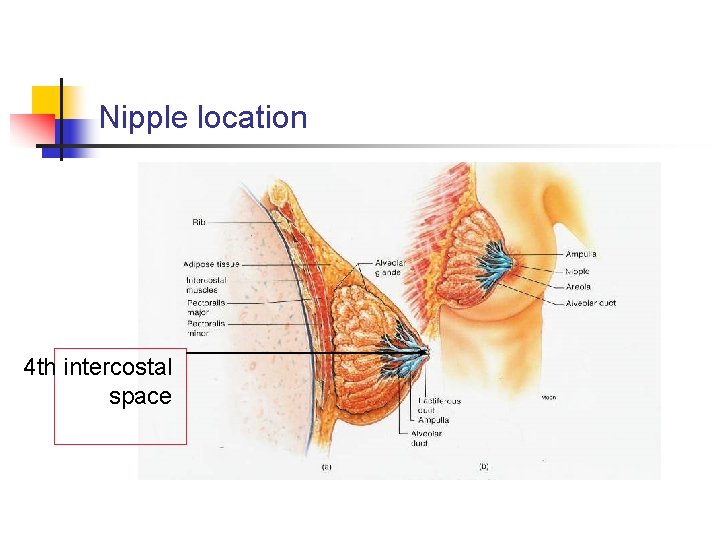 Nipple location 4 th intercostal space 