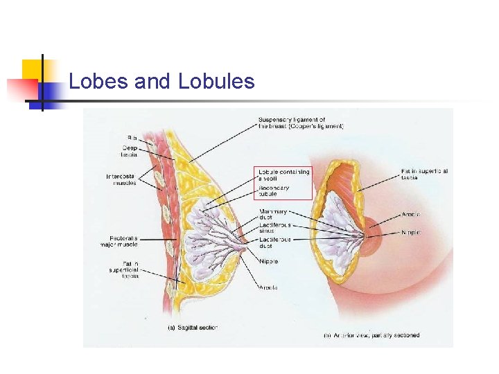 Lobes and Lobules 