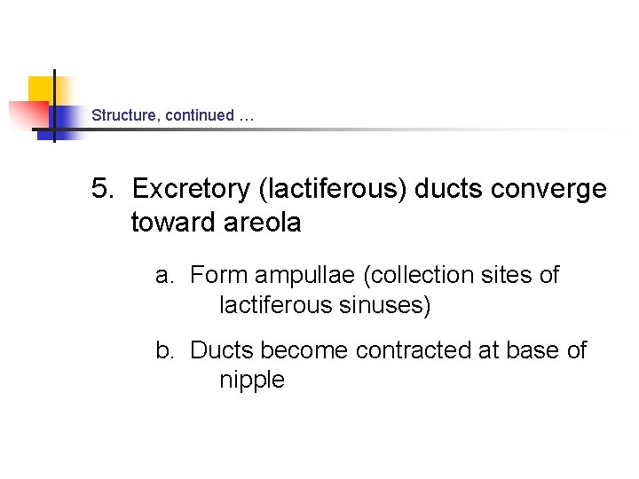 Structure, continued … 5. Excretory (lactiferous) ducts converge toward areola a. Form ampullae (collection