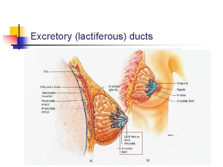 Excretory (lactiferous) ducts 