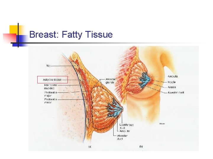 Breast: Fatty Tissue 