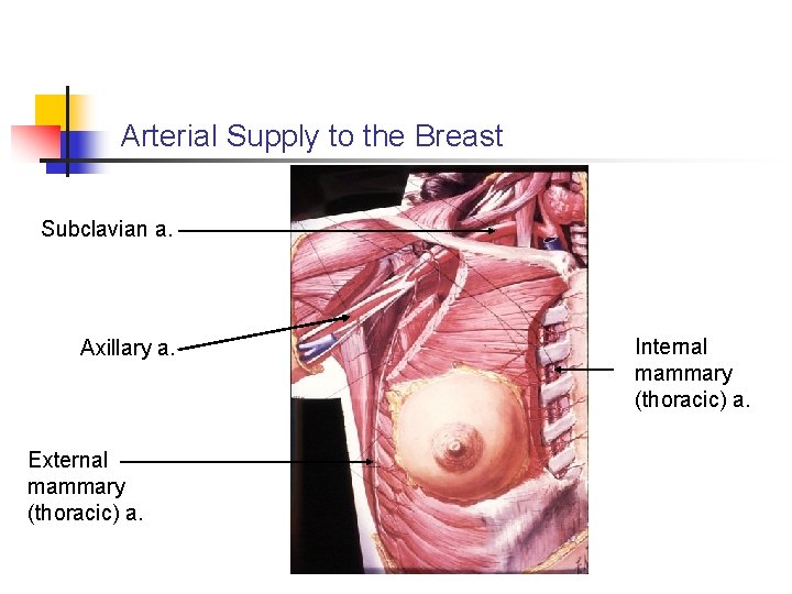 Arterial Supply to the Breast Subclavian a. Axillary a. External mammary (thoracic) a. Internal