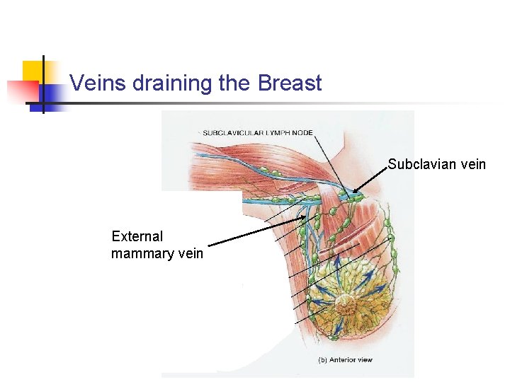 Veins draining the Breast Subclavian vein External mammary vein 