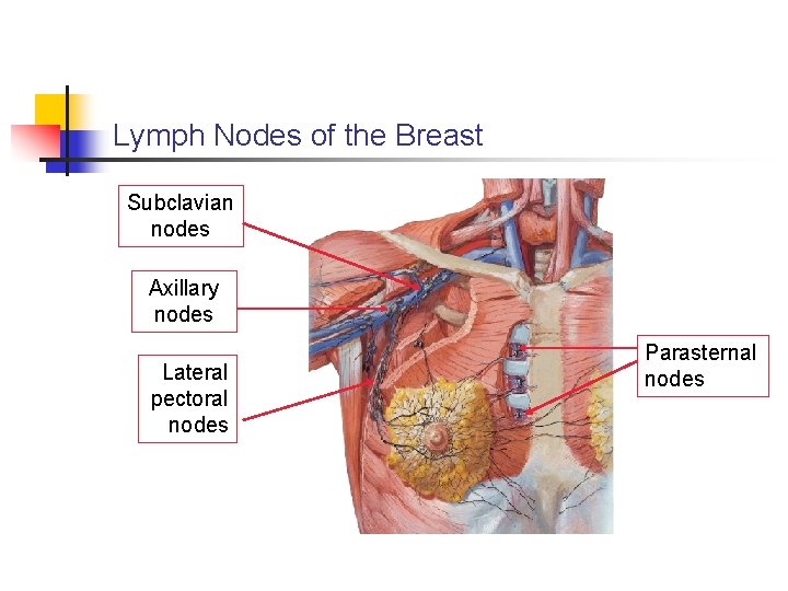 Lymph Nodes of the Breast Subclavian nodes Axillary nodes Lateral pectoral nodes Parasternal nodes