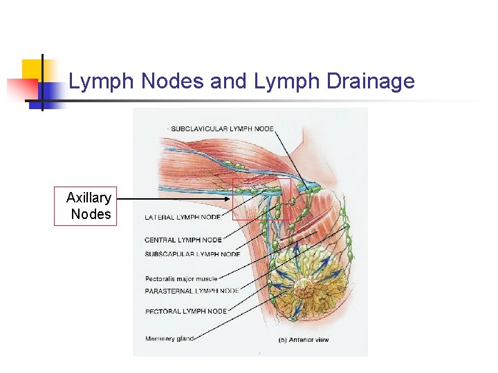 Lymph Nodes and Lymph Drainage Axillary Nodes 