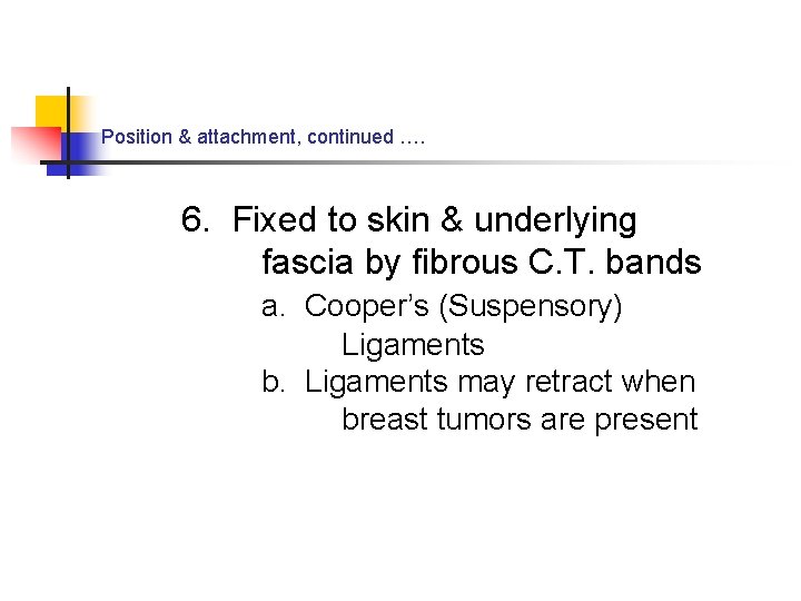 Position & attachment, continued …. 6. Fixed to skin & underlying fascia by fibrous