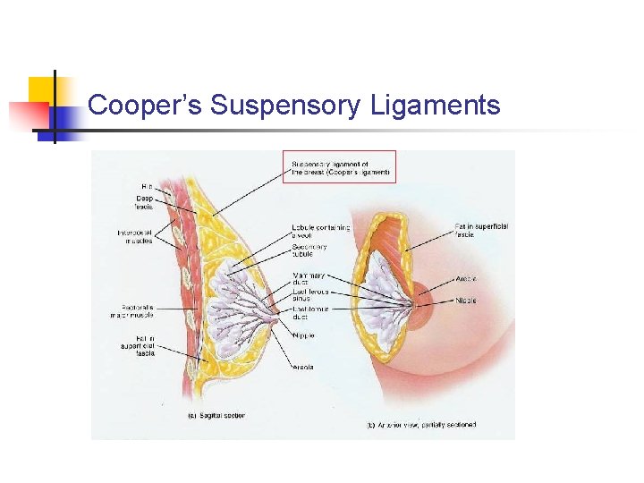 Cooper’s Suspensory Ligaments 