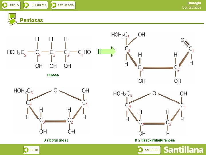 INICIO ESQUEMA Biología Los glúcidos RECURSOS Pentosas Ribosa D-ribofuranosa SALIR D-2 -desoxirribofuranosa ANTERIOR 