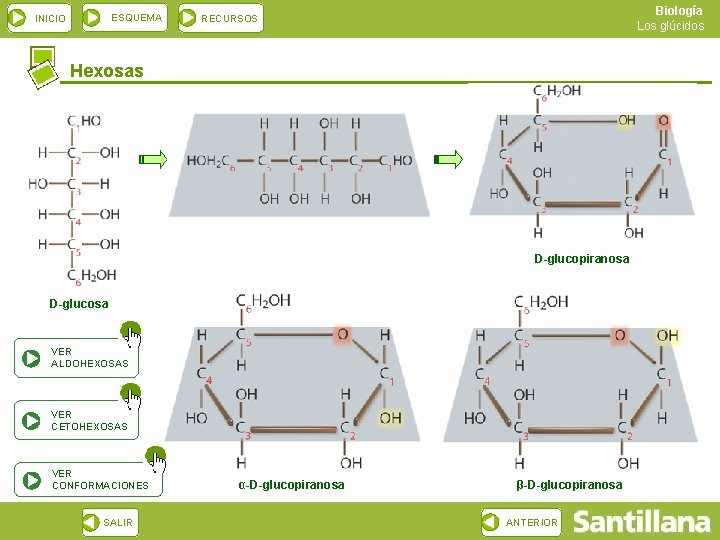 ESQUEMA INICIO Biología Los glúcidos RECURSOS Hexosas D-glucopiranosa D-glucosa VER ALDOHEXOSAS VER CETOHEXOSAS VER