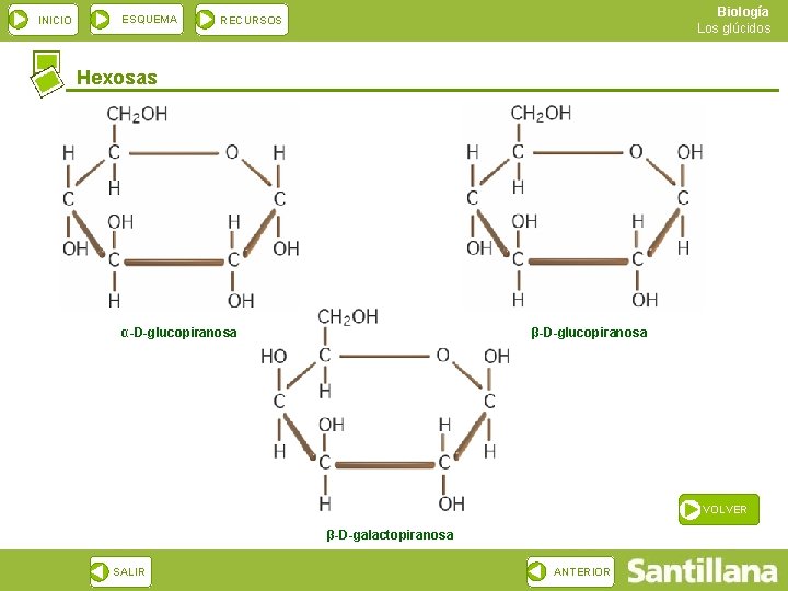 INICIO ESQUEMA Biología Los glúcidos RECURSOS Hexosas α-D-glucopiranosa β-D-glucopiranosa VOLVER β-D-galactopiranosa SALIR ANTERIOR 