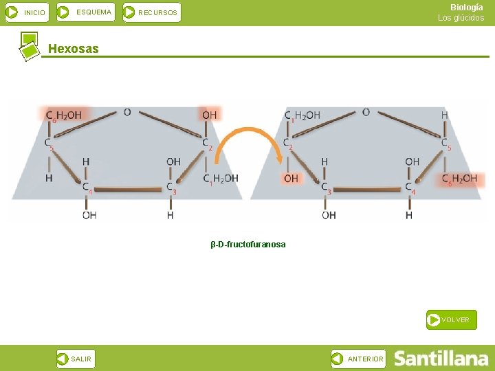 INICIO ESQUEMA Biología Los glúcidos RECURSOS Hexosas β-D-fructofuranosa VOLVER SALIR ANTERIOR 