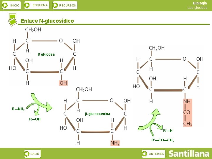 ESQUEMA INICIO Biología Los glúcidos RECURSOS Enlace N-glucosídico β-glucosa β-N-acetilglucosamina R▬NH 2 β-glucosamina R▬OH