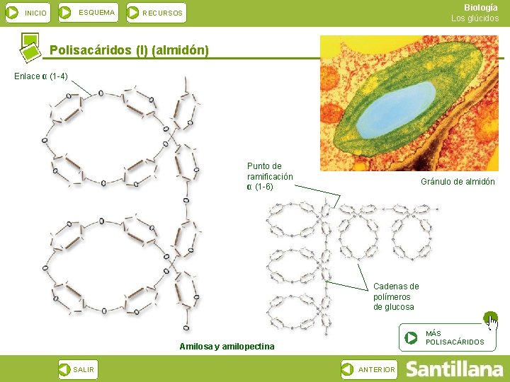 ESQUEMA INICIO Biología Los glúcidos RECURSOS Polisacáridos (I) (almidón) Enlace α (1 -4) Punto