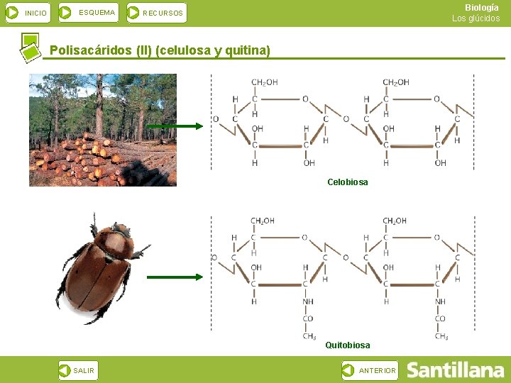 INICIO ESQUEMA Biología Los glúcidos RECURSOS Polisacáridos (II) (celulosa y quitina) Celobiosa Quitobiosa SALIR