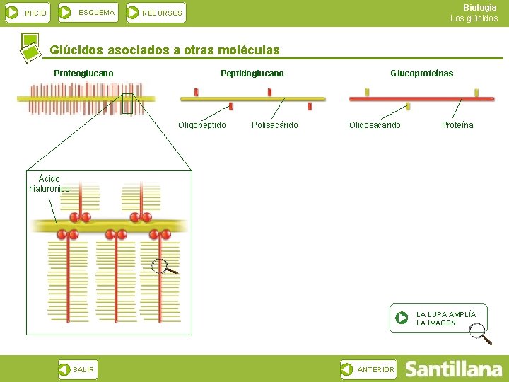 ESQUEMA INICIO Biología Los glúcidos RECURSOS Glúcidos asociados a otras moléculas Proteoglucano Peptidoglucano Oligopéptido