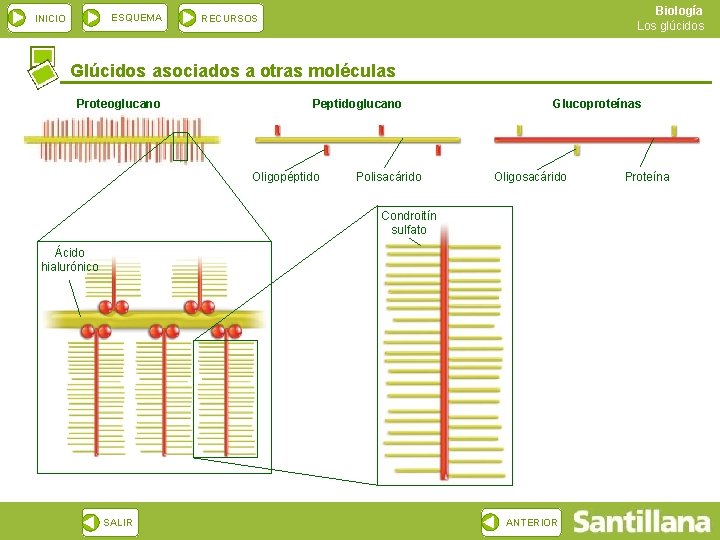 ESQUEMA INICIO Biología Los glúcidos RECURSOS Glúcidos asociados a otras moléculas Proteoglucano Peptidoglucano Oligopéptido