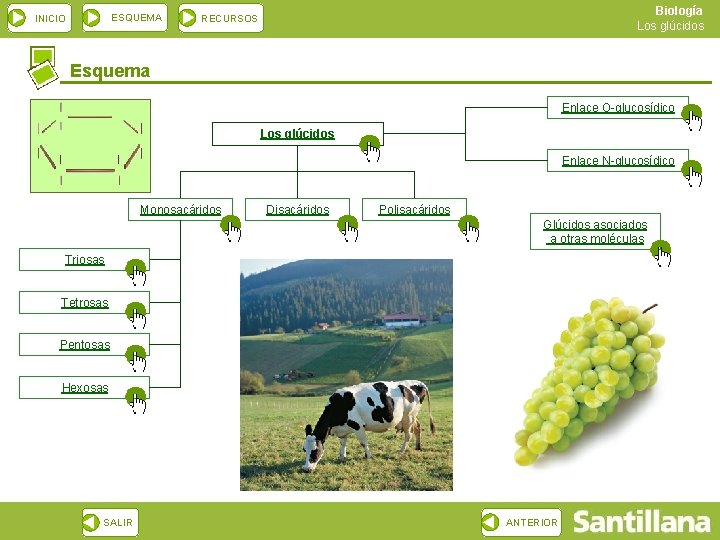 ESQUEMA INICIO Biología Los glúcidos RECURSOS Esquema Enlace O-glucosídico Los glúcidos Enlace N-glucosídico Monosacáridos