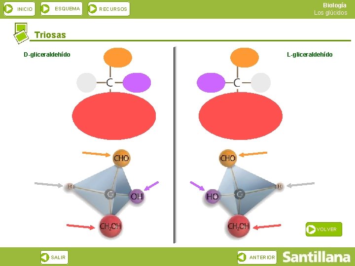 INICIO ESQUEMA Biología Los glúcidos RECURSOS Triosas D-gliceraldehído L-gliceraldehído VOLVER SALIR ANTERIOR 