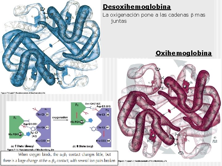 Desoxihemoglobina La oxigenación pone a las cadenas mas juntas Oxihemoglobina 