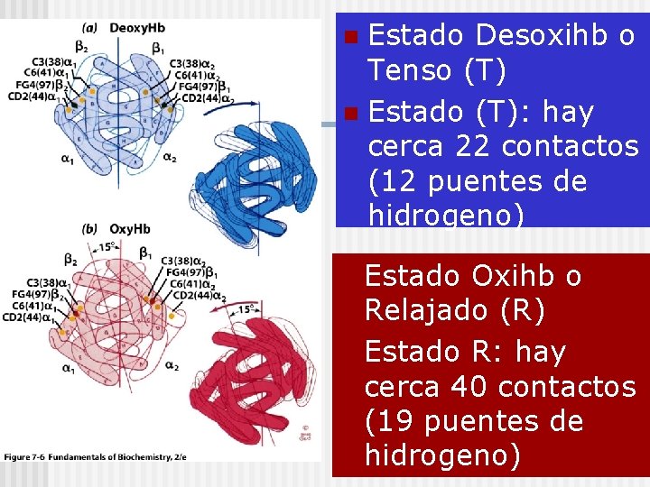 Estado Desoxihb o Tenso (T) n Estado (T): hay cerca 22 contactos (12 puentes