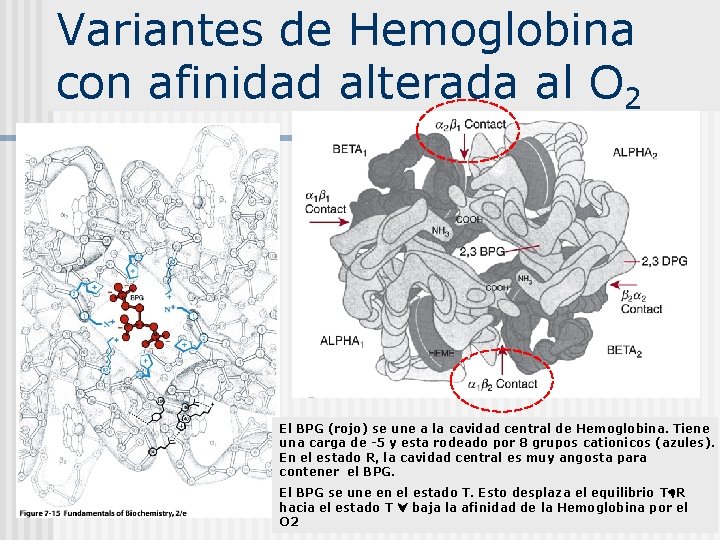 Variantes de Hemoglobina con afinidad alterada al O 2 El BPG (rojo) se une