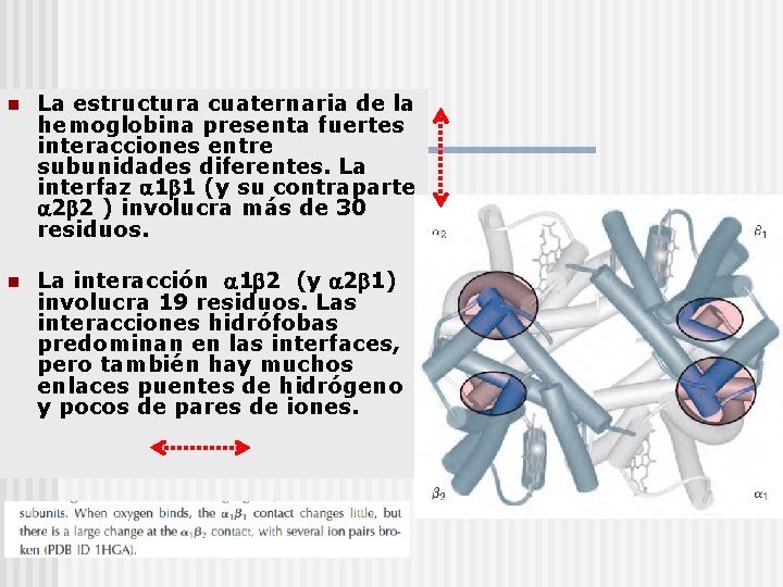 n La estructura cuaternaria de la hemoglobina presenta fuertes interacciones entre subunidades diferentes. La