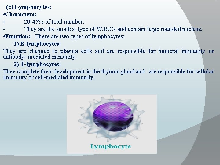 (5) Lymphocytes: • Characters: 20 -45% of total number. They are the smallest type