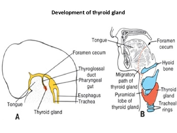 Development of thyroid gland Development of thyroid gland