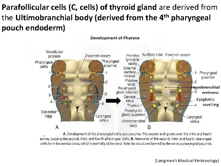 Parafollicular cells (C, cells) of thyroid gland are derived from the Ultimobranchial body (derived