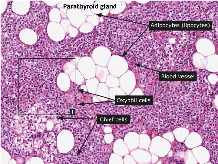 Parathyroid gland 