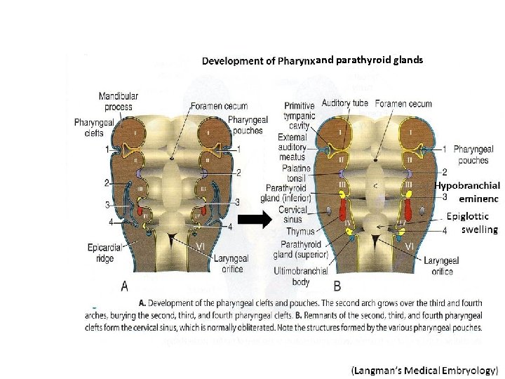 and parathyroid glands and parathyroid glands